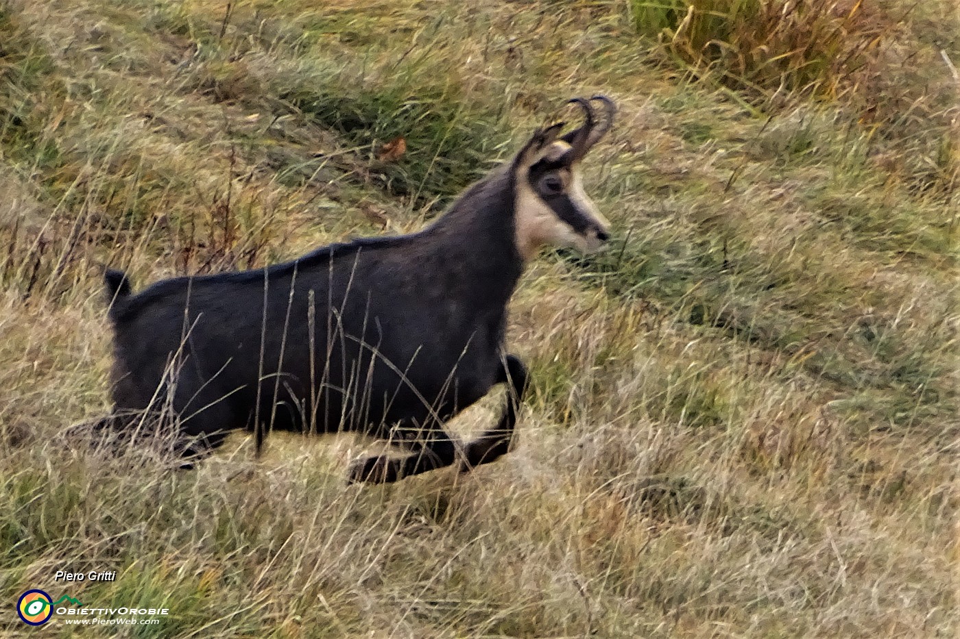 05 Camoscio in corsa sui pratoni di vetta del Monte Foldone.JPG